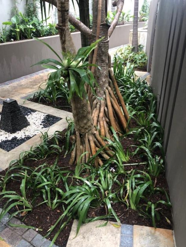 landscaping Kingscliff